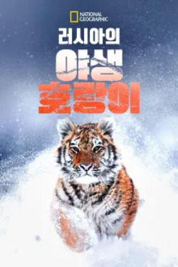 러시아의 야생 호랑이