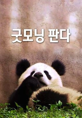 굿모닝 판다