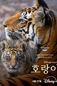 호랑이 (2024)