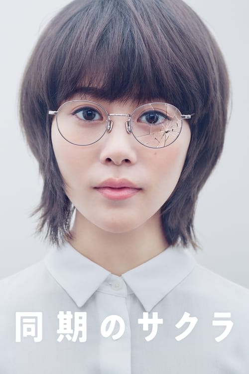 동기의 사쿠라
